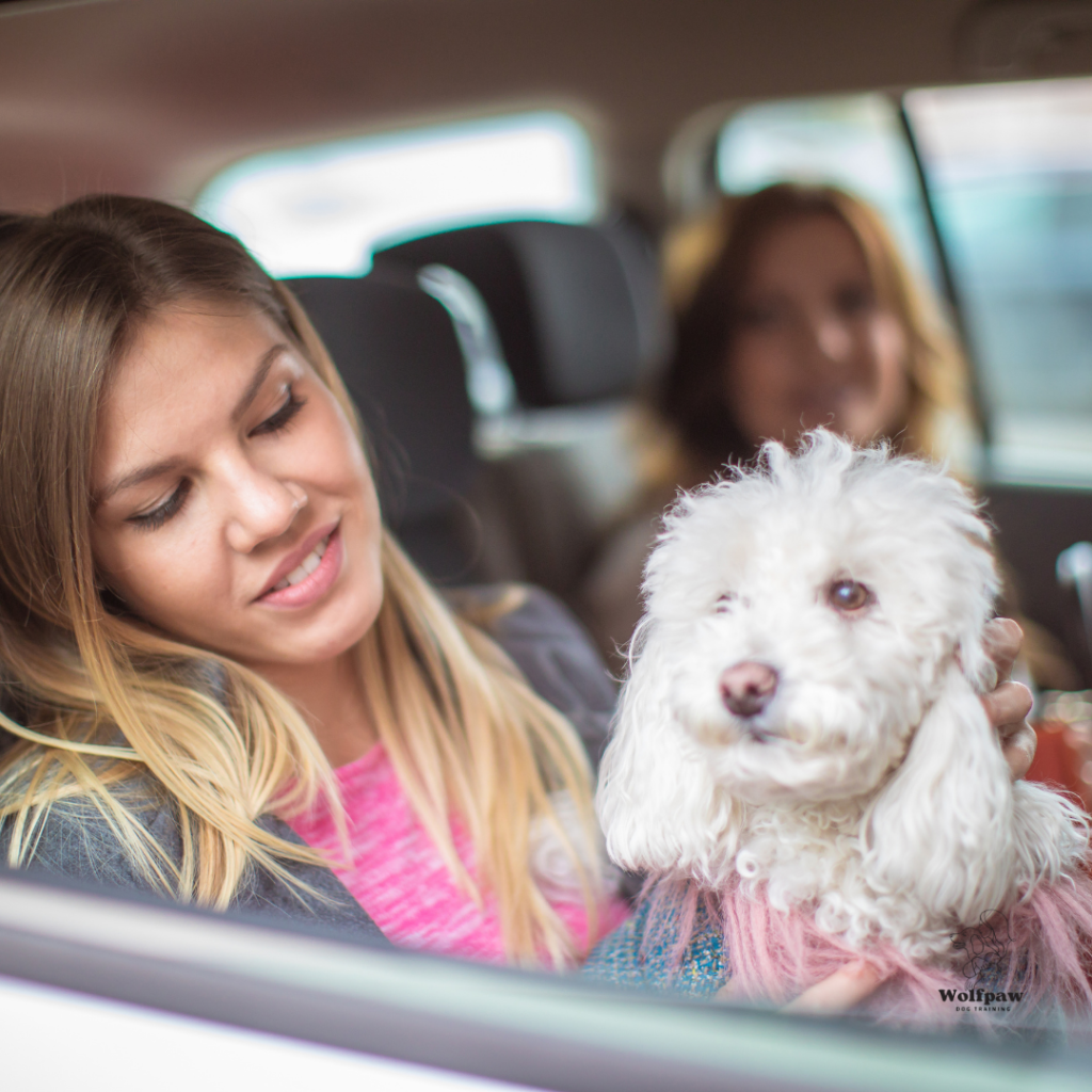 Dog Taxi Service