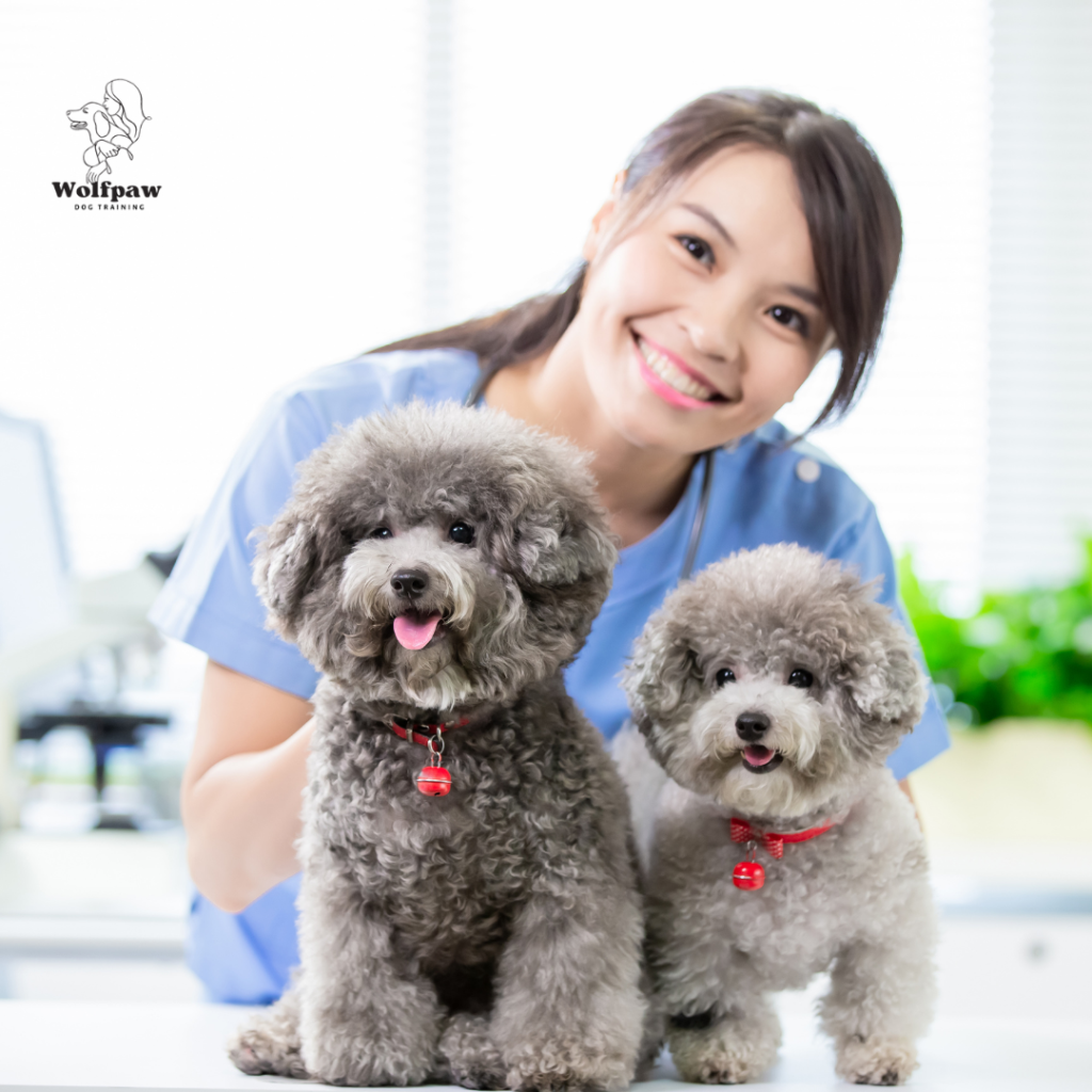 Veterinary Doctor For Dog